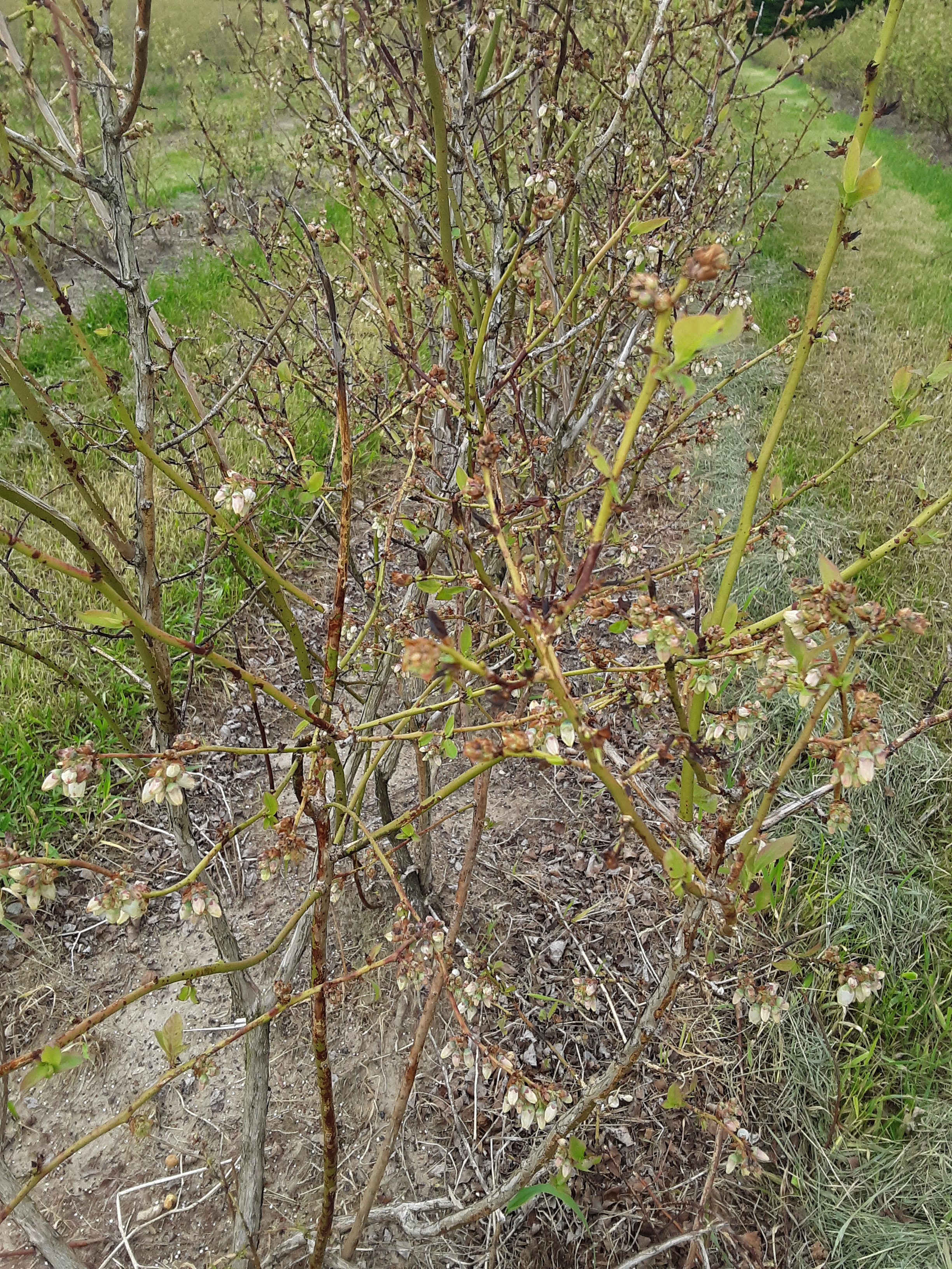 Damaged Elliot plants